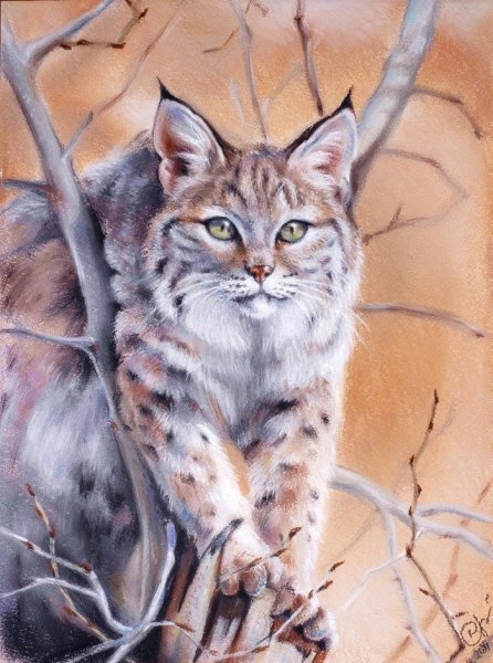 Рысь рисунок