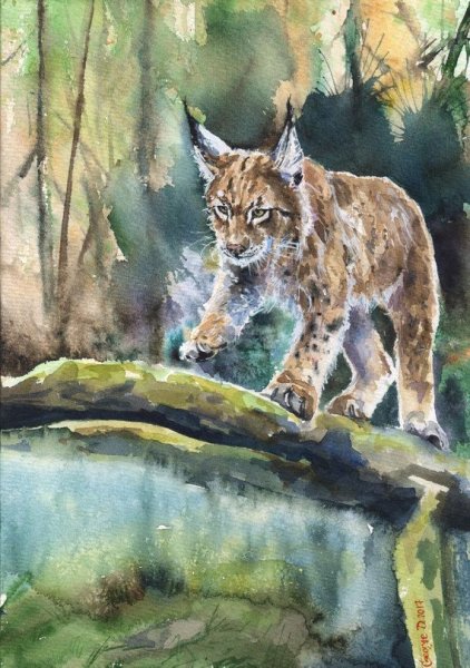 Рысь акварель