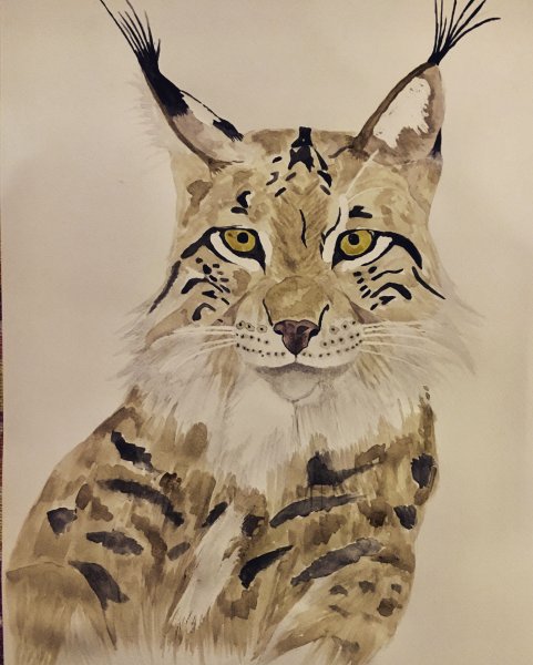 Рысь акварель