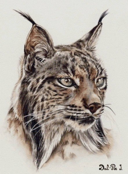 Тату Рысь акварель