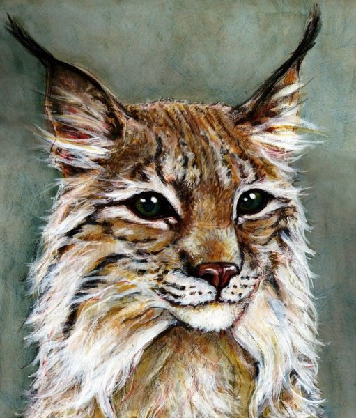 Рысь акварель