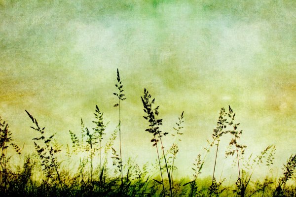 Зарисовки растений акварелью