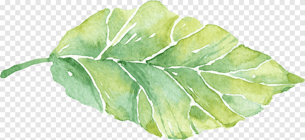 Полевые травы акварель