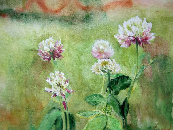 Клевер Луговой акварелью