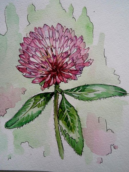 Клевер Луговой акварелью