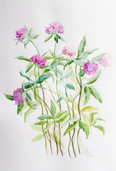 Таволга акварель