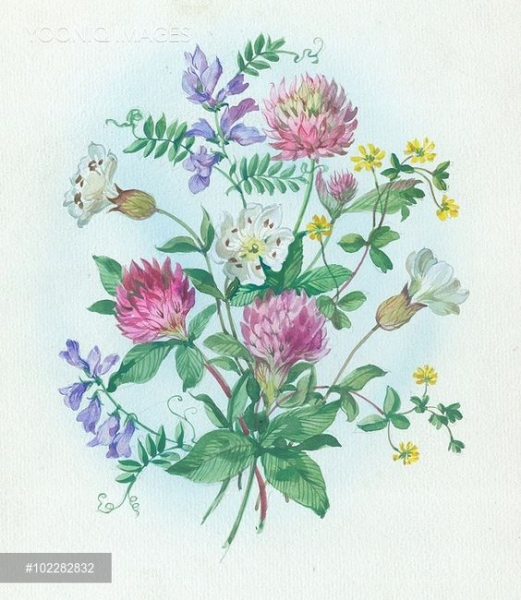 Ботаническая акварель Клевер