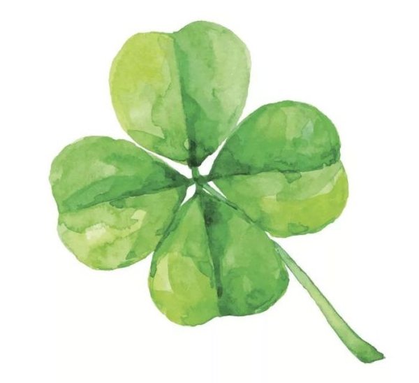 Акварельный четырехлистный Клевер