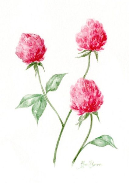 Ботаническая акварель Клевер