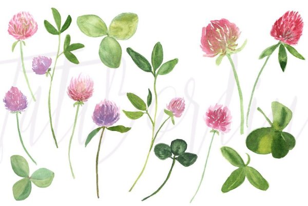 Клевер Луговой акварелью