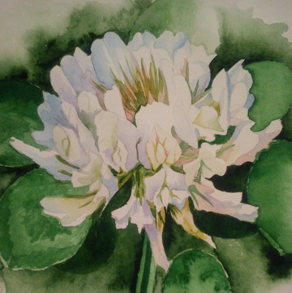 Клевер акварель