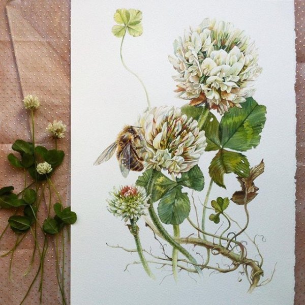 Ботаническая Акварельная живопись Клевер