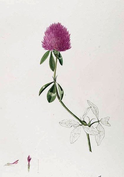 Клевер Ботанические зарисовки