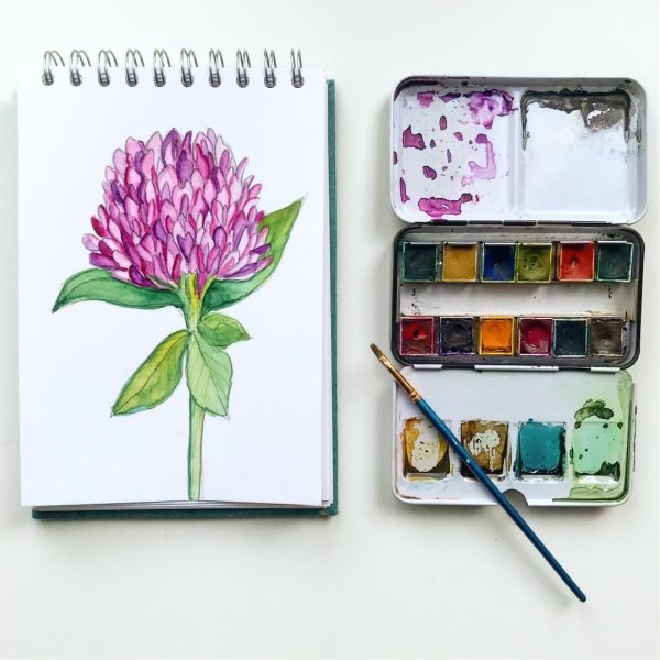 Клевер цветок акварель