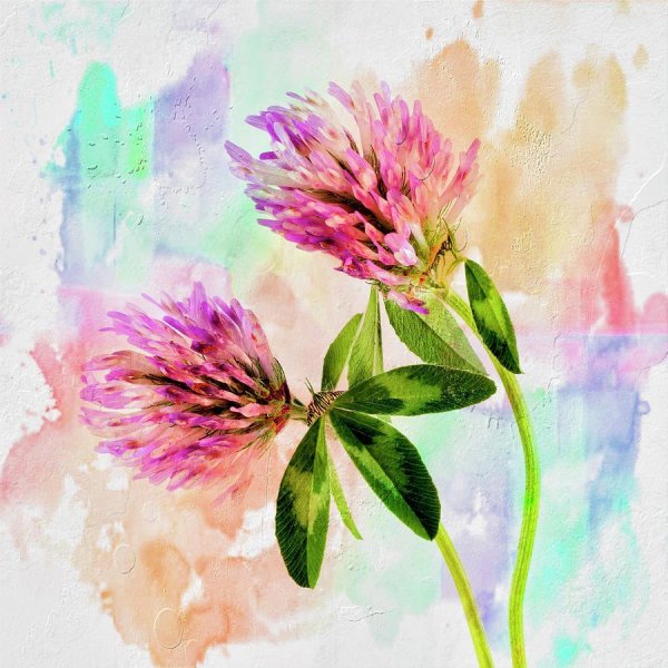 Клевер Луговой в живописи