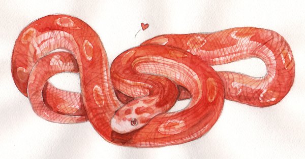 Маисовый полоз арт
