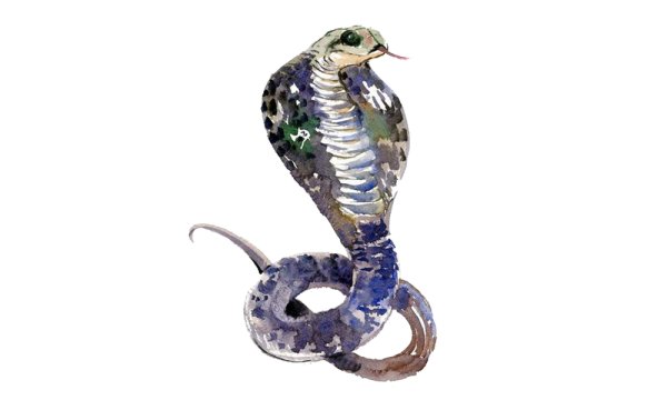 Кобра акварель