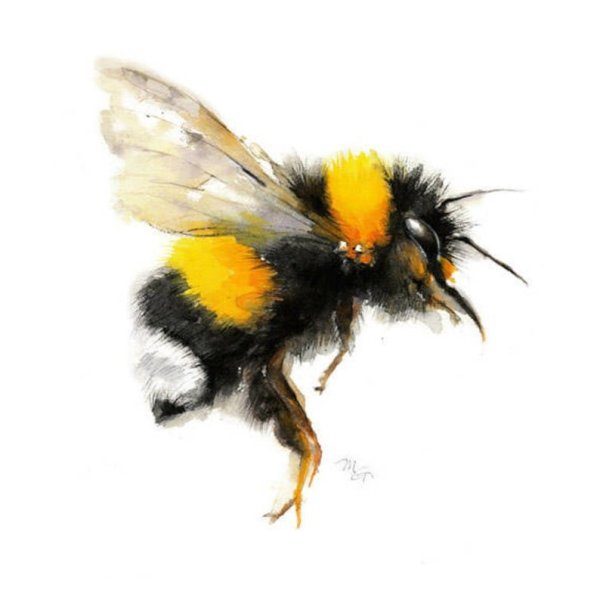Шмель акварелью