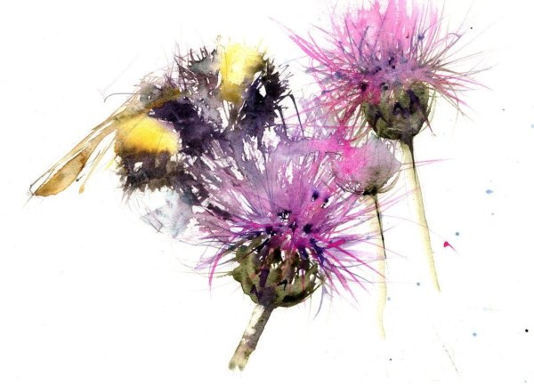 Чертополох акварель