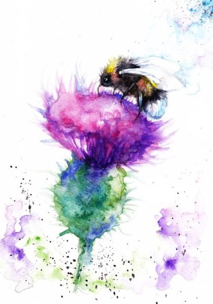 Чертополох рисунок акварель