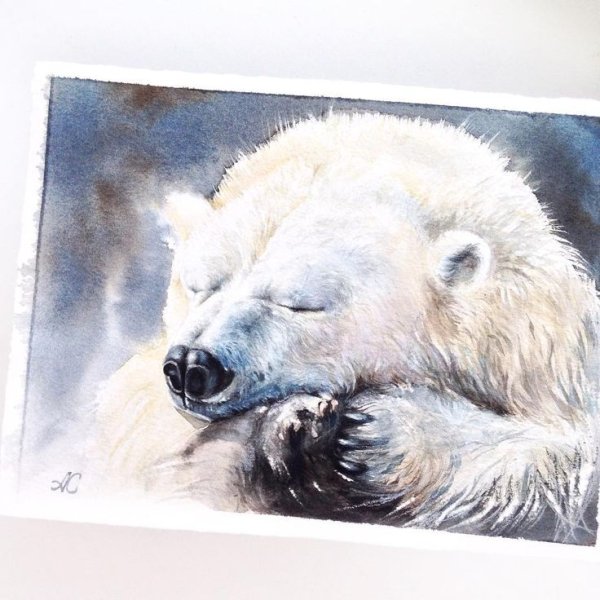 Альбина статных акварель