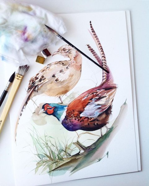 Птицы в акварельной живописи