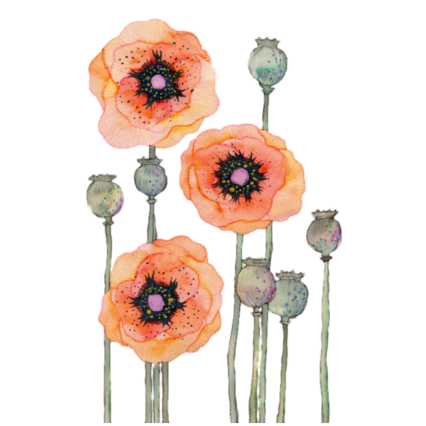 Ботаническая Акварельная живопись Мак