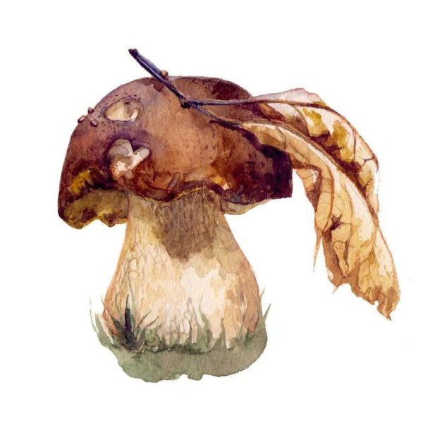 Грибы иллюстрации Акварельные