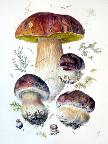 Александр Вязьменский Ботаническая живопись