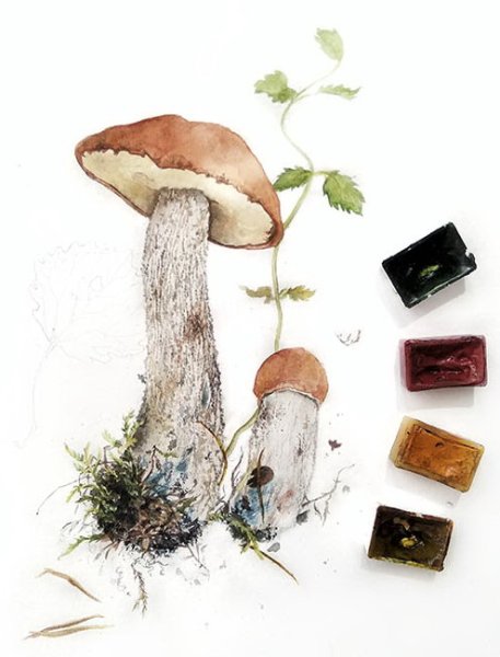 Ботаническая живопись акварелью грибы
