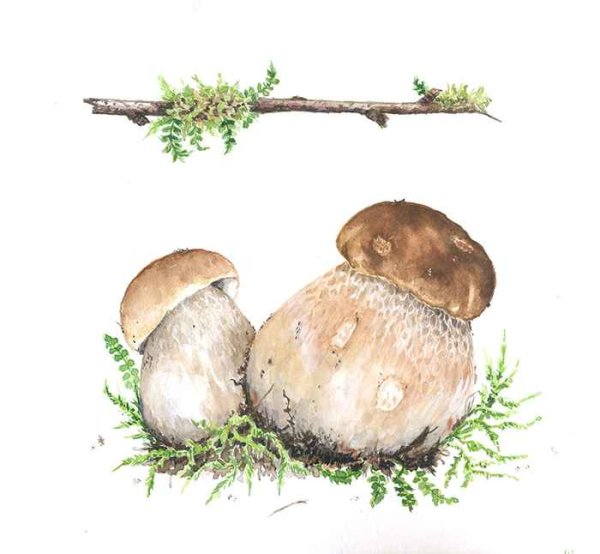 Грибы боровики акварелью