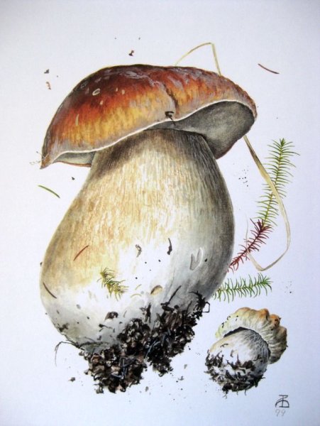 Ботаническая живопись белый гриб
