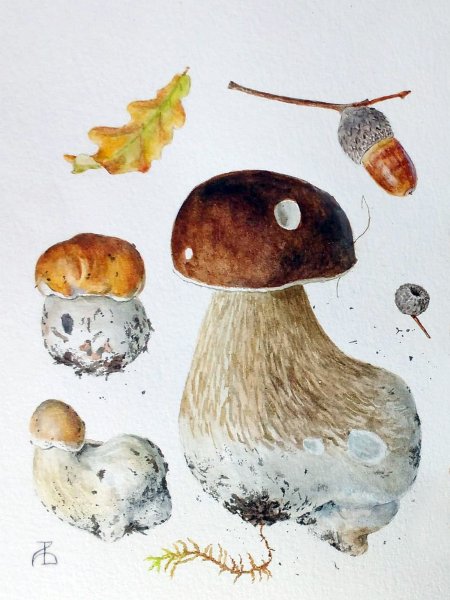 Грибы акварелью Александр Вязьменский