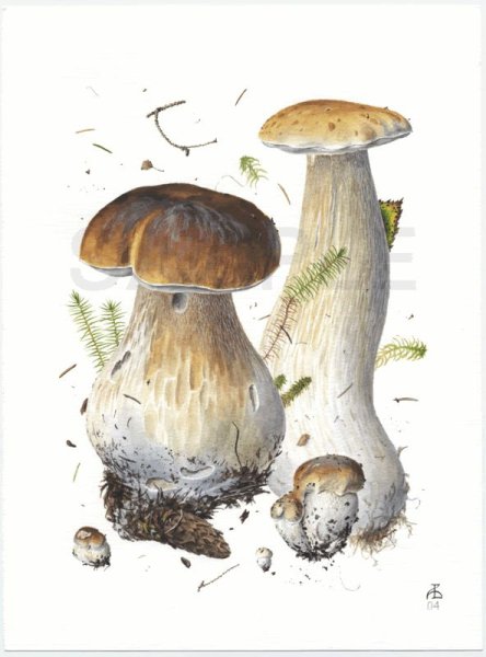 Александр Вязьменский художник белые грибы