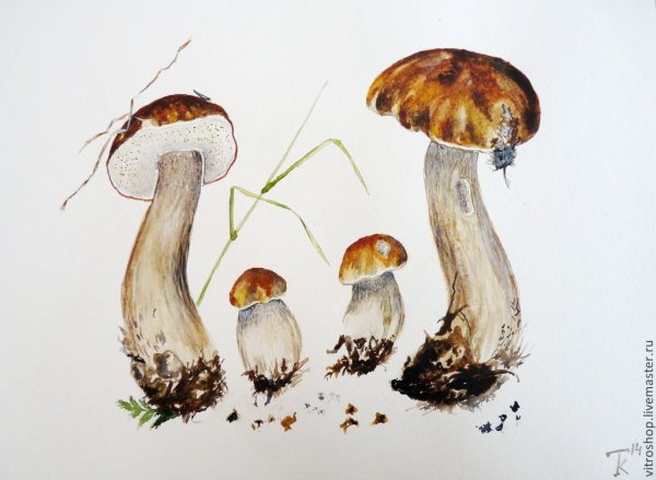 Грибы акварелью мастер