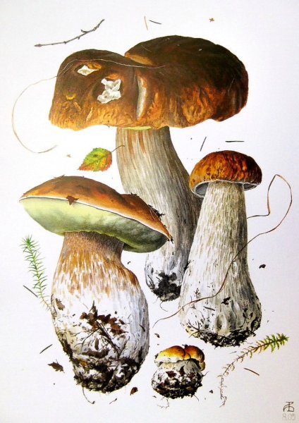 Александр Вязьменский грибы