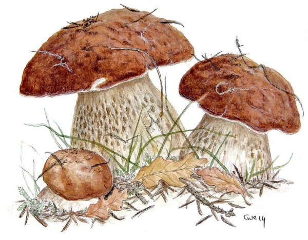 Гриб рисунок