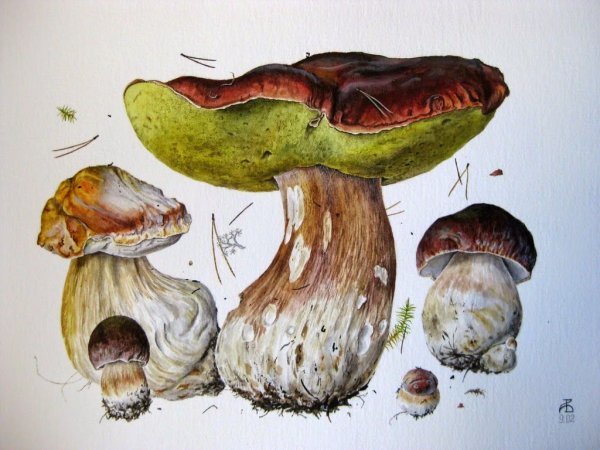 Грибы акварелью Александр Вязьменский