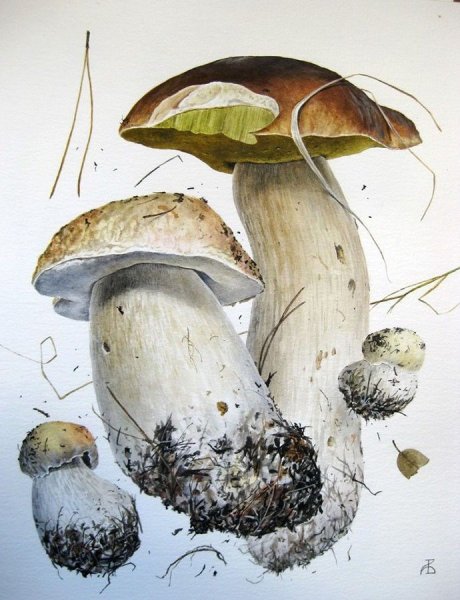 Александр Вязьменский художник белые грибы