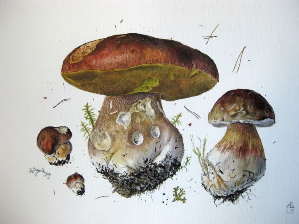 Александр Вязьменский художник белые грибы