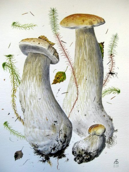 Грибы Александра Вязьменского