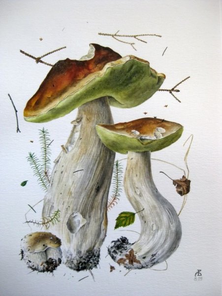 Александр Вязьменский грибы мухомор