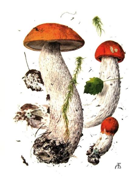 Александр Вязьменский подосиновики