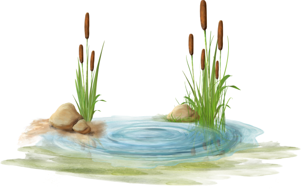 Водяная Лилия акварель