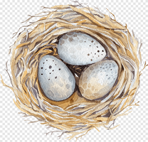 Гнездо рисунок