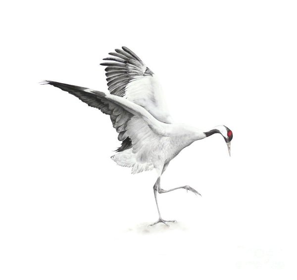 Журавль на белом фоне