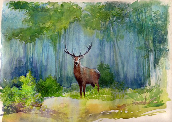 Оленёнок акварель в лесу