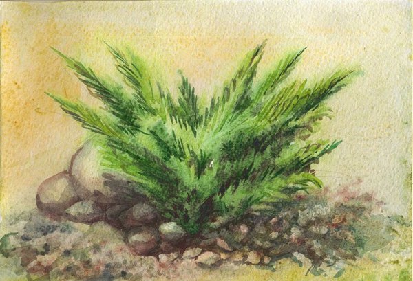 Можжевельник казацкий Крымский