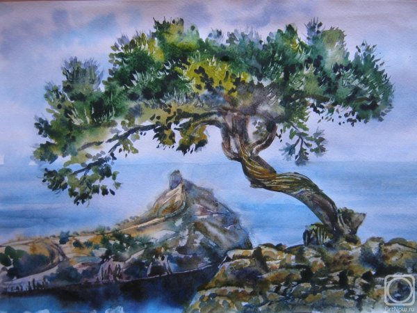 Можжевельник пейзаж