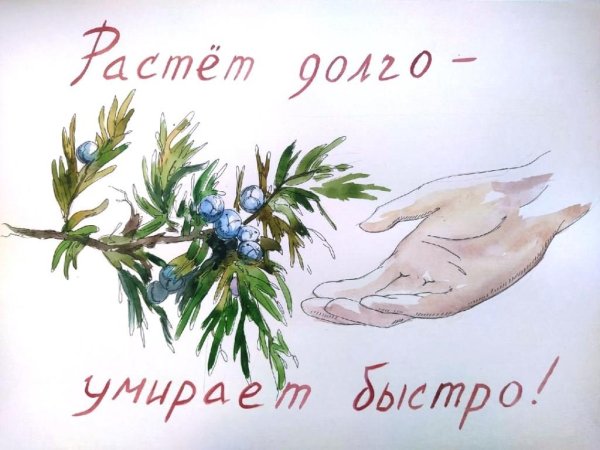 Сохраним можжевельник рисунок